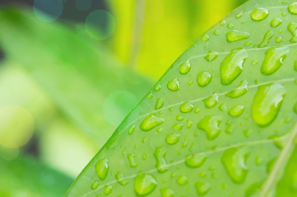 Зеленый лист и капли воды на размытом фоне — стоковое фото