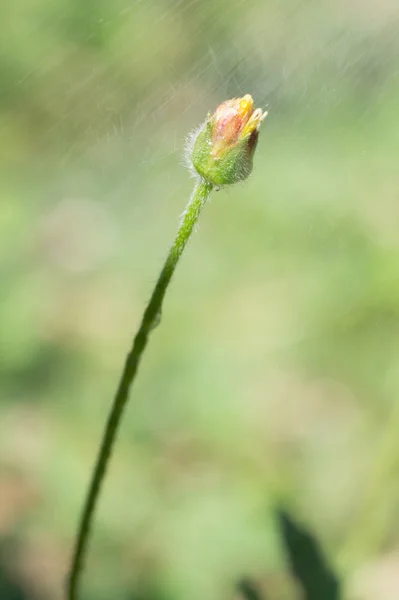 Fleur d'herbe avec des gouttes d'eau sur fond flou — Photo