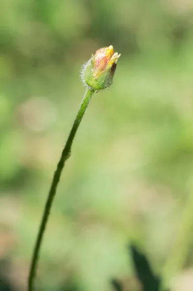 Fleur d'herbe avec des gouttes d'eau sur fond flou — Photo