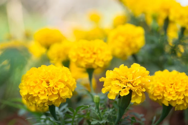 Marigold flowers with selective focus point — Stock Photo, Image