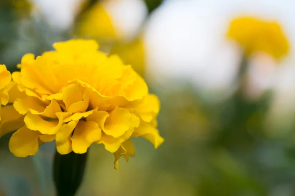 Marigold flowers with selective focus point — Stock Photo, Image