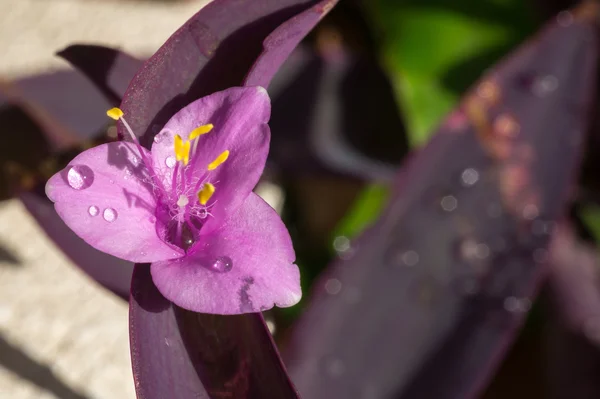Fiore viola con gocce — Foto Stock