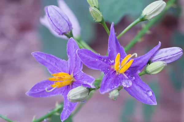 Fiori di melanzane viola con gocce — Foto Stock