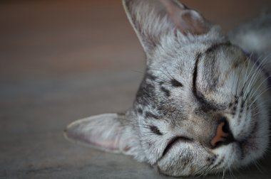Seçici odak noktası ile uyuyan kedi