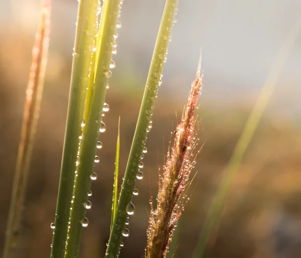 Теплый тон травяного поля и капли с размытым фоном — стоковое фото