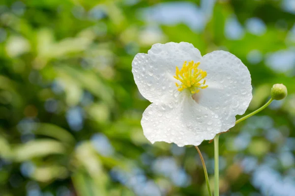 White flower of aquatic plant named Arrow Head Ame son — Stock Photo, Image