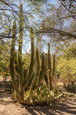 Arizona, Superior yakınlarındaki Boyce Thompson botanik bahçesinde kaktüs yolu boyunca.