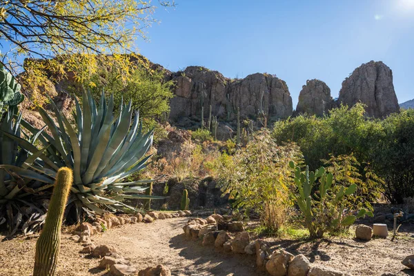 Riesenagave Boyce Thompson Arboretum Der Nähe Von Superior Arizona — Stockfoto