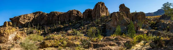 亚利桑那州Superior附近Boyce Thompson植物园的Sonoran沙漠全景 — 图库照片