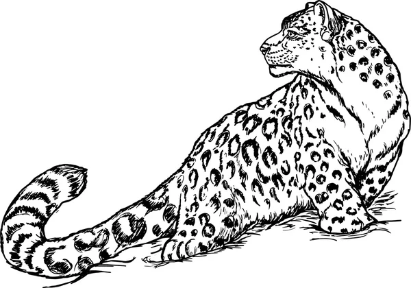 Kar leoparı siyah ve beyaz