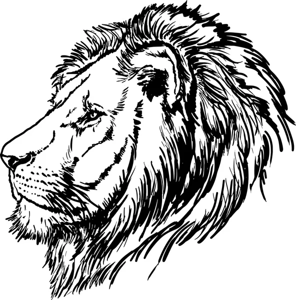 Dibujo de cabeza de león blanco y negro — Vector de stock