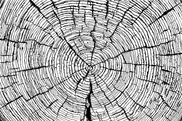 Ahşap doku vektör görüntü