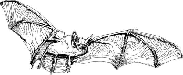 Vektör çiziminde yarasa