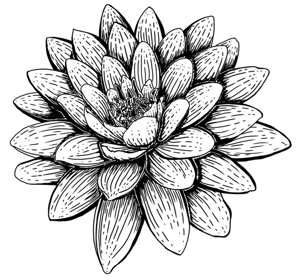 Lotusväxter — Stock vektor