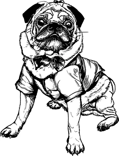 Pug köpek