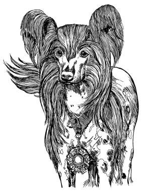 Çin köpek