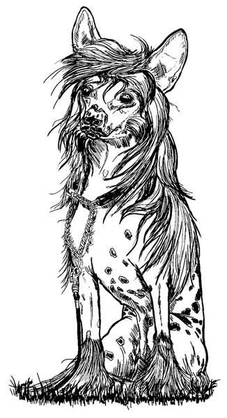 Çince Tepeli Köpek