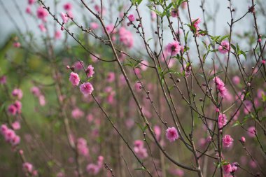 Bahçede şeftali çiçekleri
