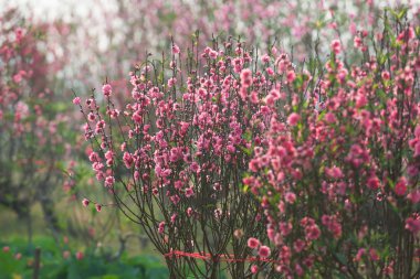 Bahçede şeftali çiçekleri