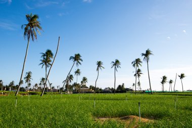 Tarlada palmiye ağaçları