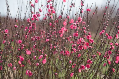 Bahçede şeftali çiçekleri