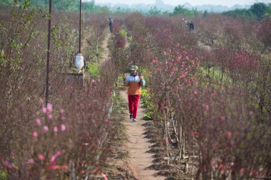 Çiftçi şeftali ağaçları dikkat çekmek