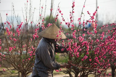 Çiftçi şeftali ağaçları dikkat çekmek