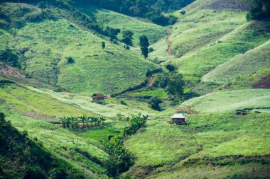 Beyaz kolza tohumu çiçek alanı 