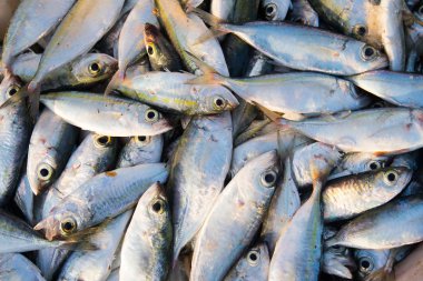 Tepsiler ham balıklar