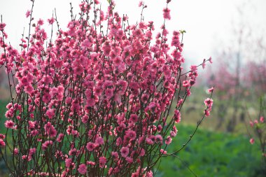 Bahçede şeftali çiçekleri