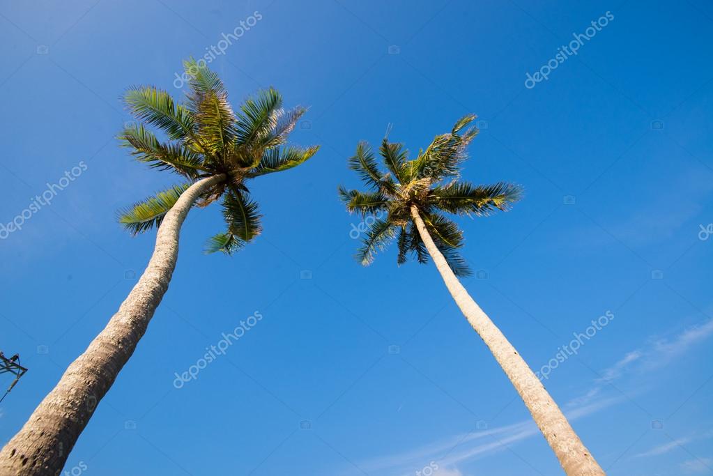 Two palm trees Stock Photo by ©meogiaphoto 101495326