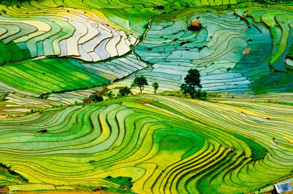 Teraslı pirinç alan su sezonu Laocai, Vietnam