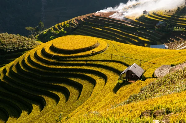 Terasové rýžové pole v sezóně rýže v Mu Cang Chai, Vietnam — Stock fotografie