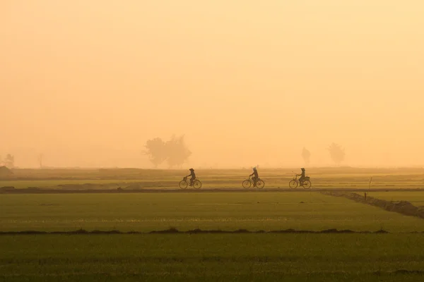Tiga perempuan mengendarai sepeda di sawah di pagi hari di Hoian, Vietnam Stok Lukisan  