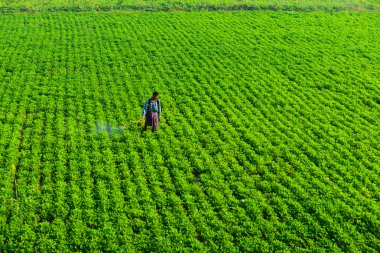 A farmer in vegetable field