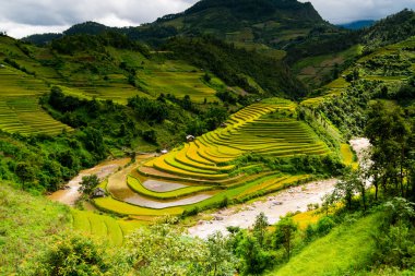 Güzel teraslı pirinç alan