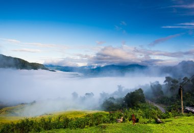Güzel teraslı pirinç alan