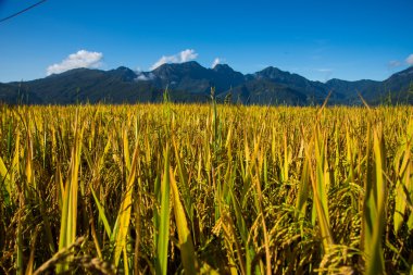 Vietnam 'daki pirinç tarlası