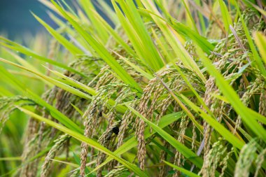 Pirinç tarlası manzarası