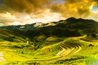 Güzel teraslı pirinç alan