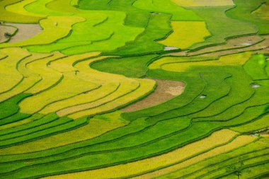 Beautiful terraced rice field clipart