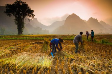Kimliği belirsiz çiftçiler pirinç alanında çalışma