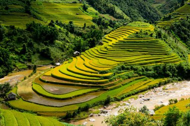 Güzel teraslı pirinç alan