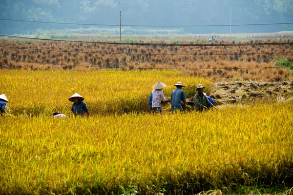 Agricultores não identificados trabalham no campo do arroz — Fotografia de Stock