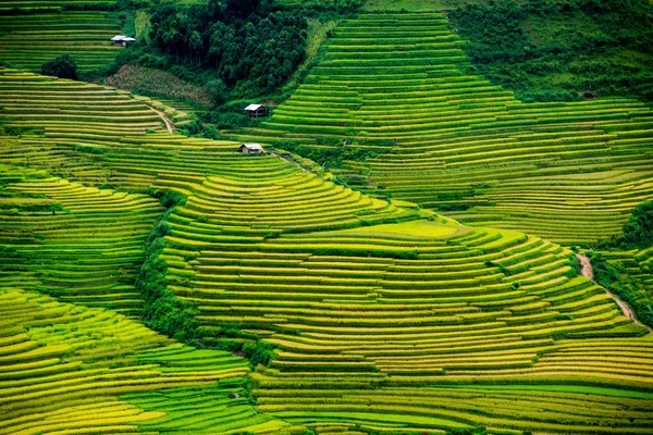 Hermoso campo de arroz en terrazas — Foto de Stock