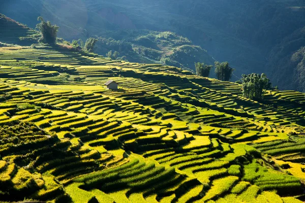 Mooie rijst veld — Stockfoto