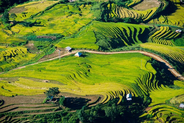 Hermoso campo de arroz — Foto de Stock