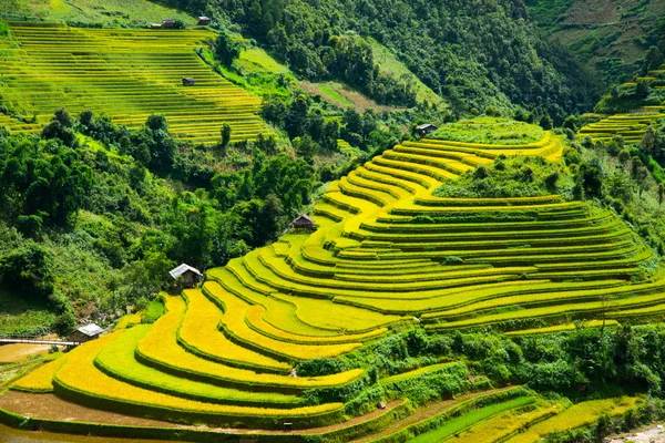 Schönes terrassenförmiges Reisfeld — Stockfoto