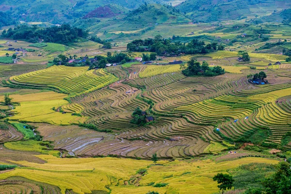 Hermoso campo de arroz — Foto de Stock