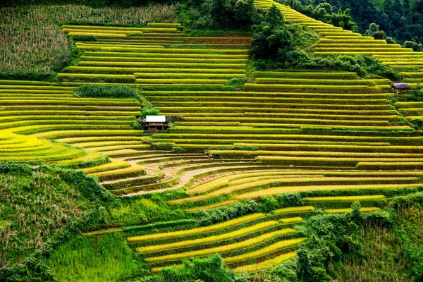 Hermoso campo de arroz en terrazas — Foto de Stock